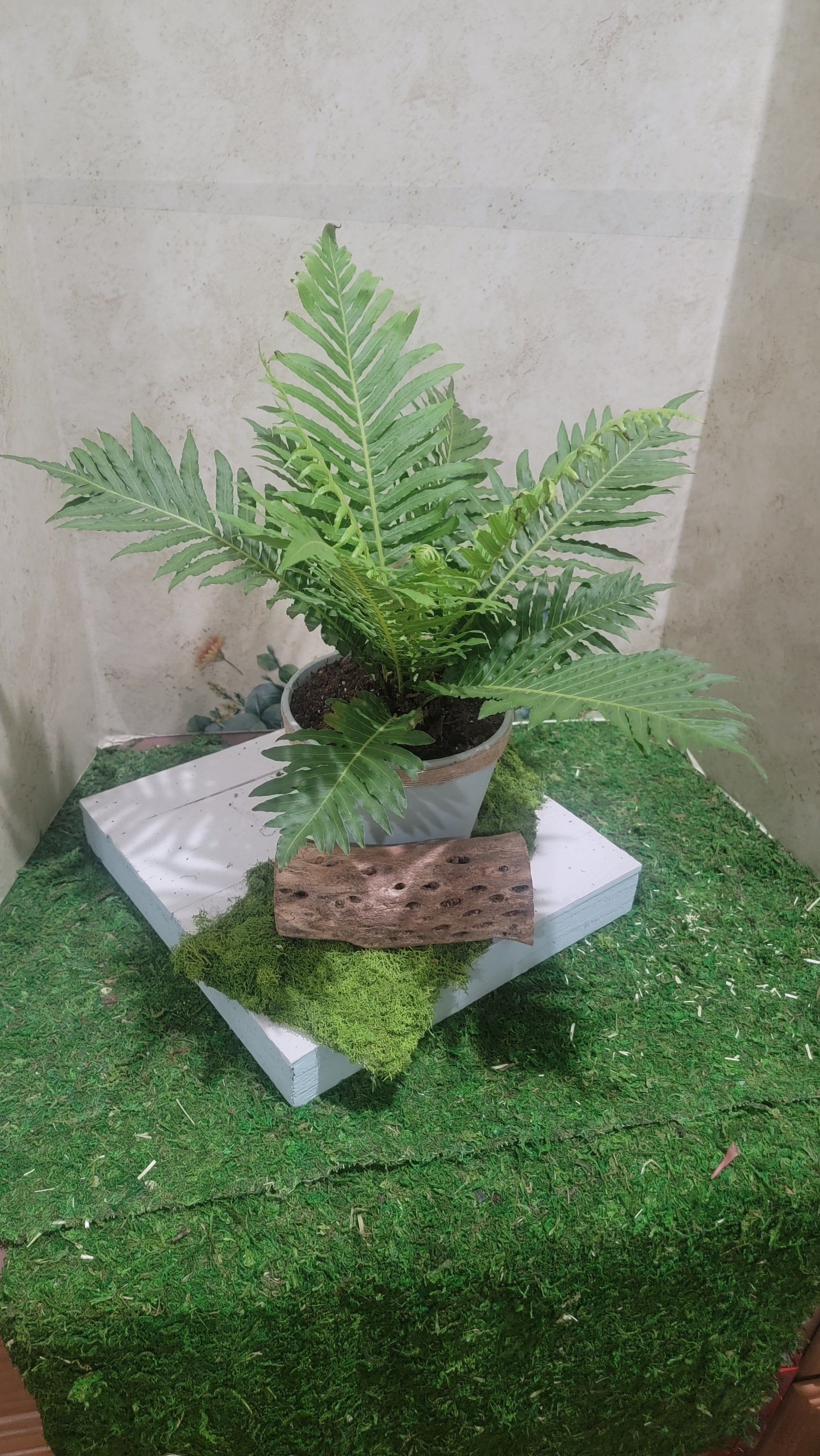 Diva At Home Pack of 3 Green Artificial Country Rustic Potted Ferns 14.5”